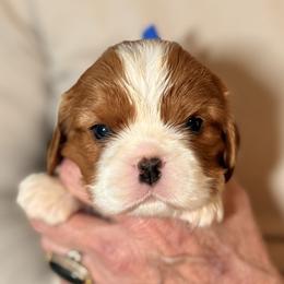 Blade ( dark blue ribbon) - Blenheim male Cavalier King Charles Spaniel puppy in Albany, Georgia from Legend Cavaliers