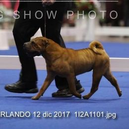Magic - Chinese Shar-Pei