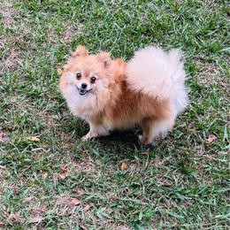 Lady - Pomeranian