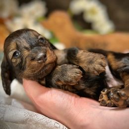 Boy 2 - Dapple Dachshund puppy in North Port, Florida from Jessica Louise Dachshunds