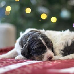 Gandalf - Kid Friendly - Brown and white male Bernedoodle puppy in Eureka, Illinois from Joley Aire Family Dogs