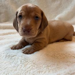 Gamma - Red male Dachshund puppy in Shelley, Idaho from Journey’s End Dachshunds
