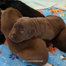 Labrador Retriever puppies from Cross Creek Kennels, Inc