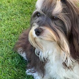 Havanese All Grown Up from Willowbrook Havanese