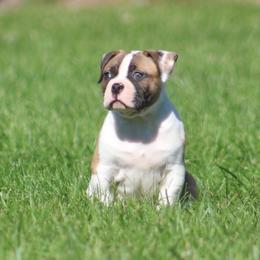 Male 3-Anchor - White and brindle male American Bulldog puppy in Xenia, Ohio from Bingham's Bulldogs LLC
