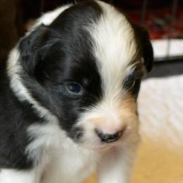 Silks - Black and white female Border Collie puppy in Olney, Illinois from Heronwood Border Collies