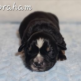 Abraham - Black tri-color male Australian Shepherd puppy in Owensboro, Kentucky from JnT's Bluegrass Mini Aussies
