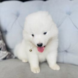 Boy 1 - White male Samoyed puppy in West Jordan, Utah from My Samoyed Family