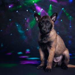 Fennec - Mahogany female Belgian Malinois puppy in Sanger, Texas from Faubion Malinois