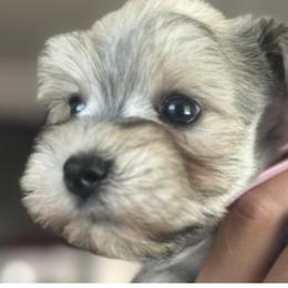 Dachshund, Miniature Schnauzer, and Pomeranian Puppies from The Bearded Companions