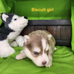 Biscuit girl - Lavender female Pomsky puppy in Isanti, Minnesota from Magnum Pomskies