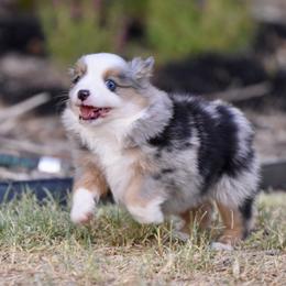 Toy Australian Shepherd puppies from Shooting Stars Ranch Toy and Mini Aussies