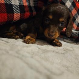Girl 2 - Chocolate and tan female Dachshund puppy in New Castle, Colorado from Shaffers low riding weiners