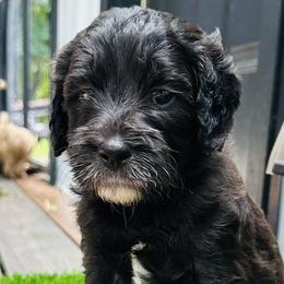 ROCKET - Brown and white male Sheepadoodle puppy in Buffalo, Minnesota from Fur-ever Doodles