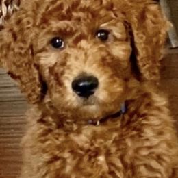 Bernedoodle and Goldendoodle Puppies from Doodle My Heart