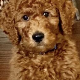 Bernedoodle and Goldendoodle Puppies from Doodle My Heart