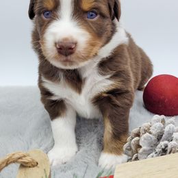 Australian Shepherd Puppies from Happy Aussie Kennels