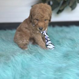 Nutter Butter - Apricot male Goldendoodle puppy in Graham, North Carolina from Geise Meadow Doodles