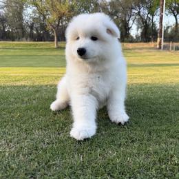 Onyx - White male Samoyed puppy in Weatherford, Texas from Pure North Samoyeds