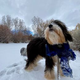 Nacoma - Bernedoodle