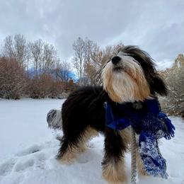 Nacoma - Bernedoodle