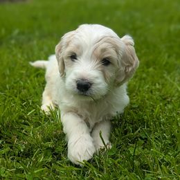 Black - Parti Goldendoodle puppy in Midland, North Carolina from Alger Farm, LLC