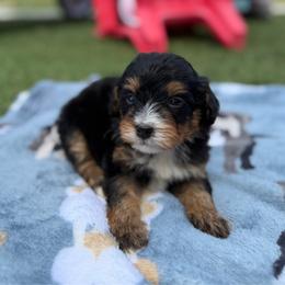 Boy 1 - Tri-color male Bernedoodle puppy in Spring Hill, Florida from Ohana Doodles