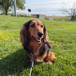 Monica - Dachshund
