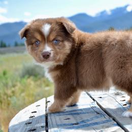 RTF-4 - Red tri female Miniature Australian Shepherd puppy in Baker City, Oregon from Back Country Aussies