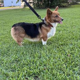 Ding-Ding - American Corgi