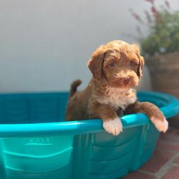 Petra - Brown female Double Doodle puppy in Marina Del Rey, California from Super Double Doodles