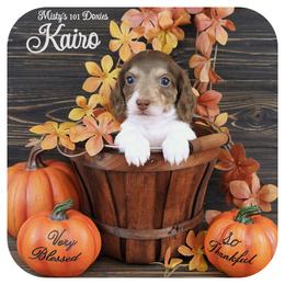 KAIRO - AKC Registered - Chocolate and tan male Dachshund puppy in Graceville, Florida from Misty's 101 Doxies