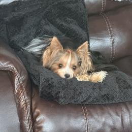 Honey - Biewer Terrier