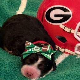 Georgia girl - Tri-color female Bernedoodle puppy in North Carolina from Beckley's Bernedoodles-Muddy Paws Doodle Farm NC LLC