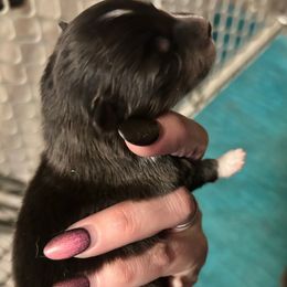 Sarah - White and sable female Shetland Sheepdog puppy in Lufkin, Texas from Milady’s Shelties East Texas