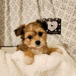 Rudy - Sable male Aussiedoodle puppy in Logansport, Indiana from Sandy Hill Farm Aussies, LLC