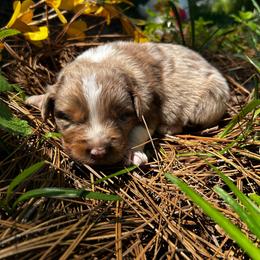 Rory - Red merle male Australian Shepherd puppy in Butler, Georgia from Aussies at Howling Hill Farm