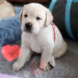 Labrador Retriever Puppies from Silver Birch Labrador Retrievers