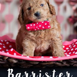 Goldendoodle Puppies from Harpers Goldendoodles on the Hill