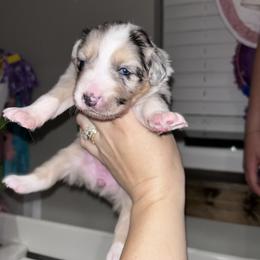 Pink collar girl - Blue merle female Australian Shepherd puppy in Flat Rock, Alabama from Fluffy Butt Acres