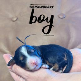 Boysenberry - Tri-color male Bernedoodle puppy in Cambridge, Minnesota from Country Meadow Doodles