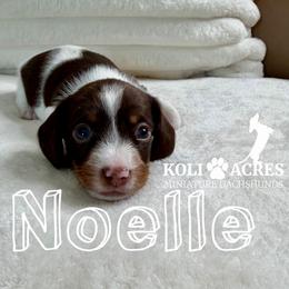 Noelle - Piebald female Dachshund puppy in Kemp, Texas from Koli Acres