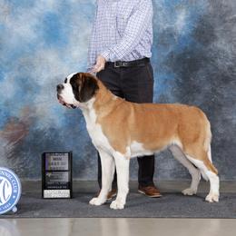 Saint Bernards from St Peter’s Gate Pups