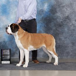 Saint Bernards from St Peter’s Gate Pups