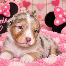 Minnie - Red merle female Australian Shepherd puppy in Placerville, California from BFF Aussies