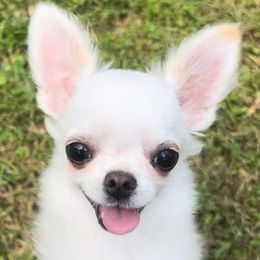 Louis (3500 USD) - White male Chihuahua puppy in Morrisville, North Carolina from Mozzafiato Chihuahuas