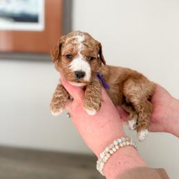Opal - Apricot female Goldendoodle puppy in Billings, Montana from Montana Raised Doodles
