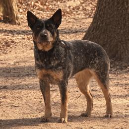 Dakota - Australian Cattle Dog