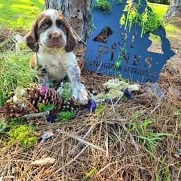 English Springer Spaniel Puppies from 31 Pines Springers & Retrievers