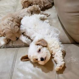 Maltipoos, Pomeranians, and Poodles from Absher Ranch